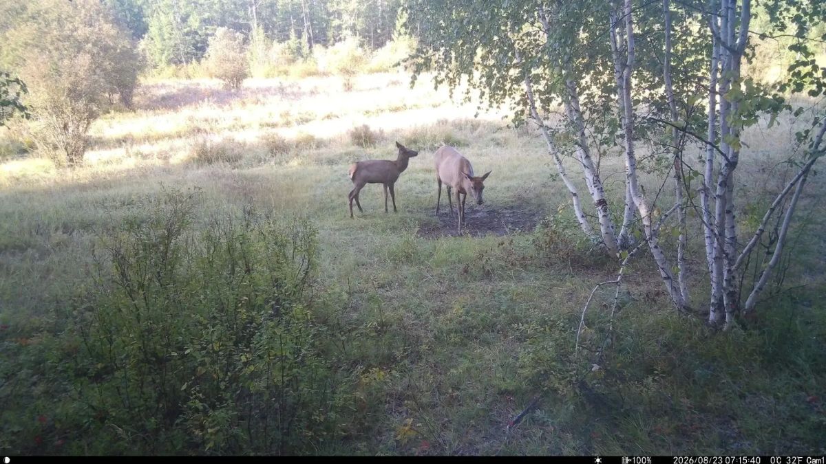 Дикий кадр: Очередь за солью Фотоловушка у солонца в ресурсном резервате "Джероно" зафиксировала невероятную смену гостей: бурый медведь, лось, целое семейство лосей, изящная косуля и изюбрь Дикий кадр: Очередь за солью Фотоловушка у солонца в ресурсном резервате "Джероно" зафиксировала невероятную смену гостей: бурый медведь, лось, целое семейство лосей, изящная косуля и изюбрь