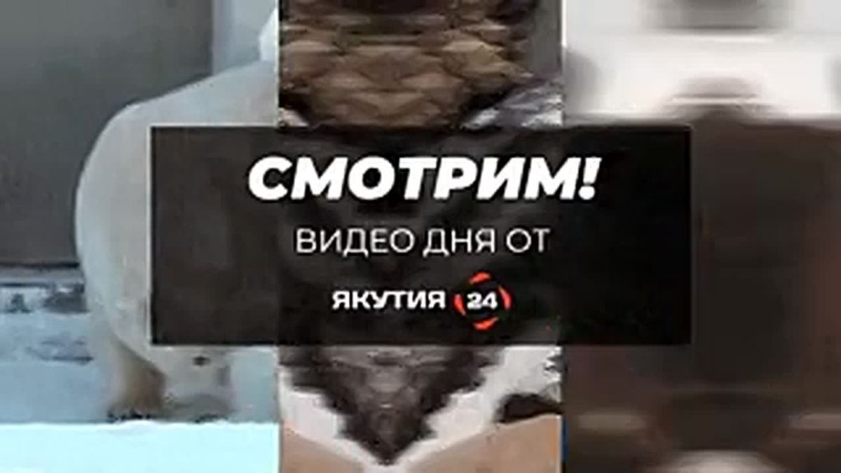«Смотрим!»: Видео дня от «Якутия 24»