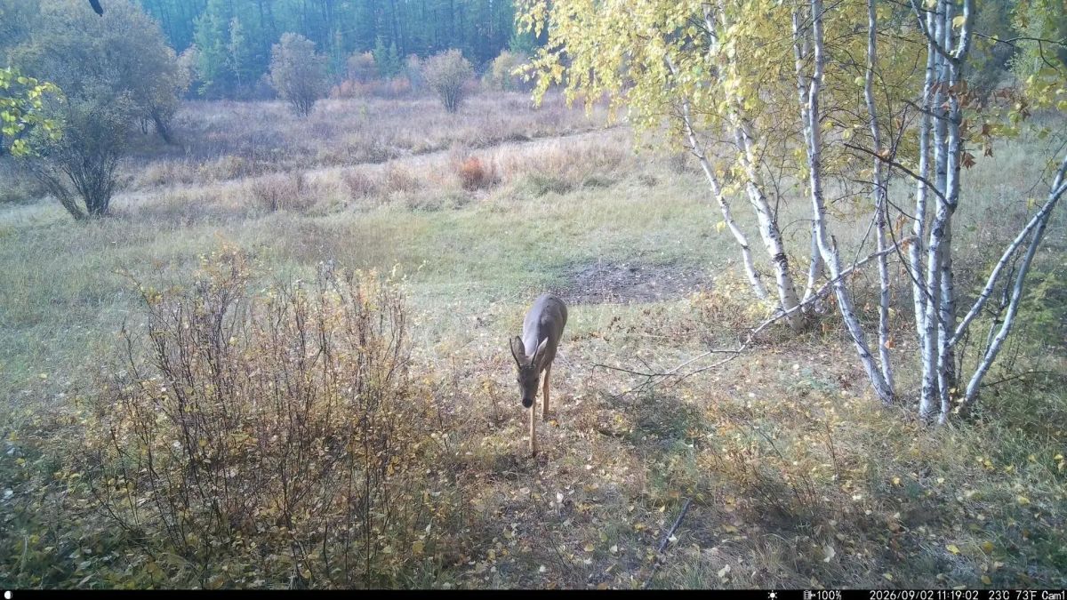 Дикий кадр: Очередь за солью Фотоловушка у солонца в ресурсном резервате "Джероно" зафиксировала невероятную смену гостей: бурый медведь, лось, целое семейство лосей, изящная косуля и изюбрь Дикий кадр: Очередь за солью Фотоловушка у солонца в ресурсном резервате "Джероно" зафиксировала невероятную смену гостей: бурый медведь, лось, целое семейство лосей, изящная косуля и изюбрь