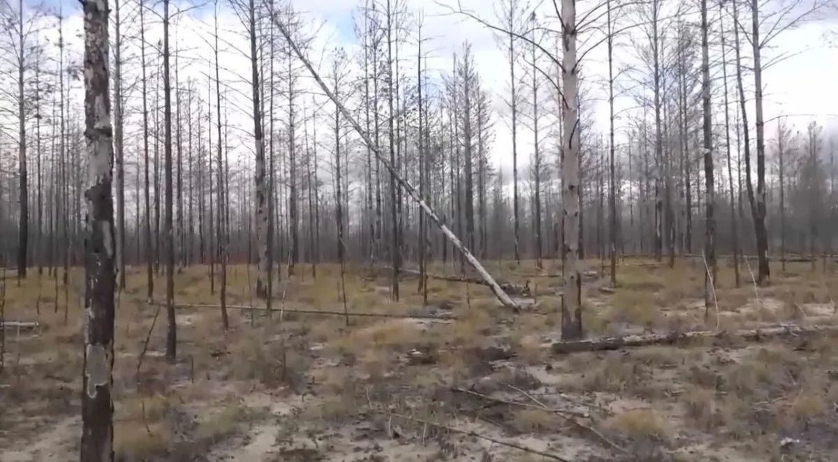 Лесовосстановление АЛРОСА: более 350 тысяч сеянцев сосны высадили в Олекминске в этом году Лесовосстановление АЛРОСА: более 350 тысяч сеянцев сосны высадили в Олекминске в этом году