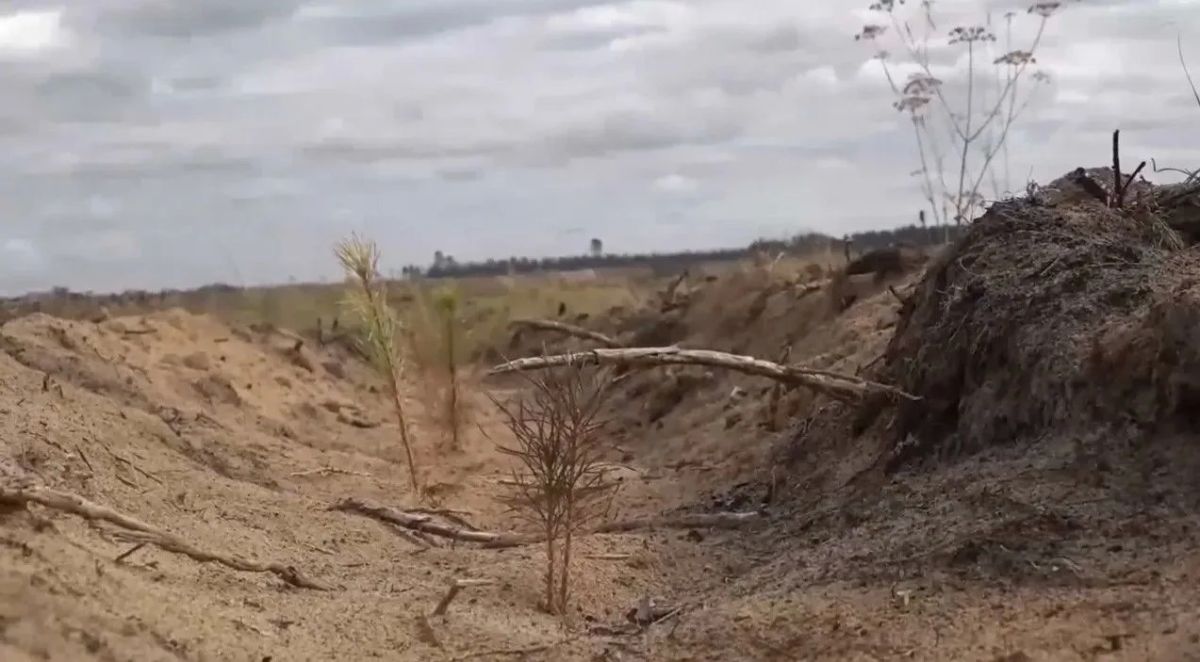 Лесовосстановление АЛРОСА: более 350 тысяч сеянцев сосны высадили в Олекминске в этом году Лесовосстановление АЛРОСА: более 350 тысяч сеянцев сосны высадили в Олекминске в этом году