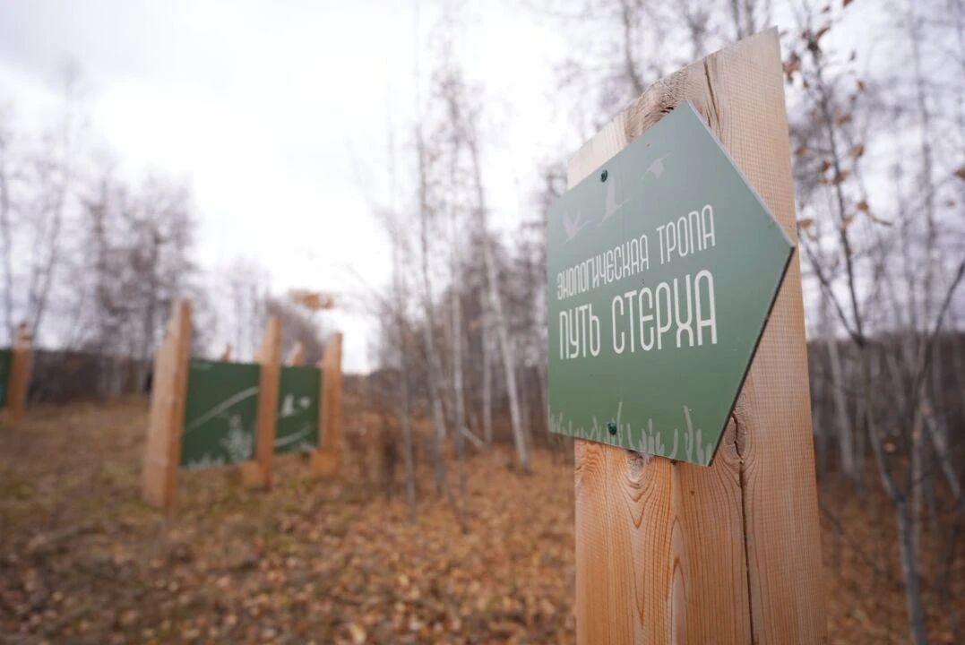 Около 600 стерхов насчитали орнитологи во время осенней миграции в Якутии Около 600 стерхов насчитали орнитологи во время осенней миграции в Якутии