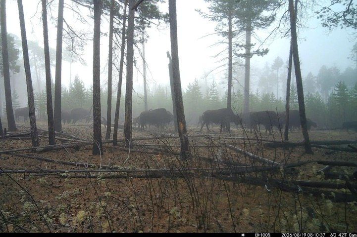 Лесные «великаны» попали в объектив Лесные «великаны» попали в объектив