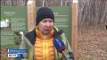 Около 600 стерхов зафиксировали якутские орнитологи во время осенней миграции