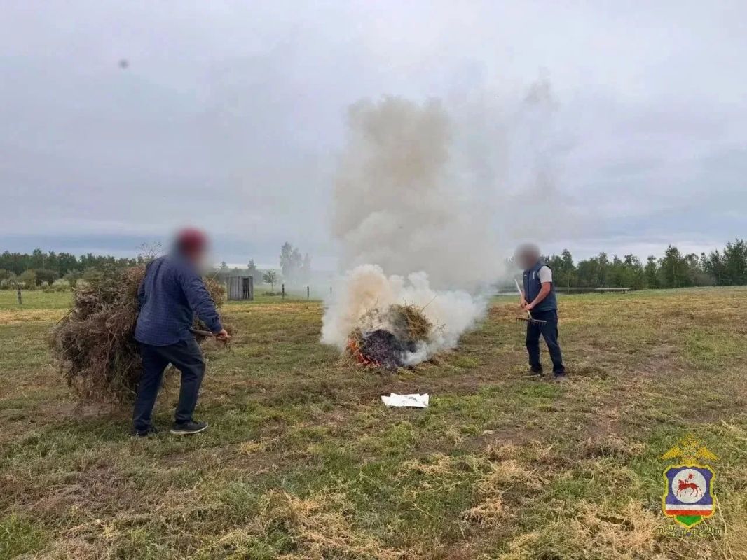 В Якутии уничтожено 8 тонн дикорастущей конопли в ходе II этапа операции «Мак-2026» В Якутии уничтожено 8 тонн дикорастущей конопли в ходе II этапа операции «Мак-2026»