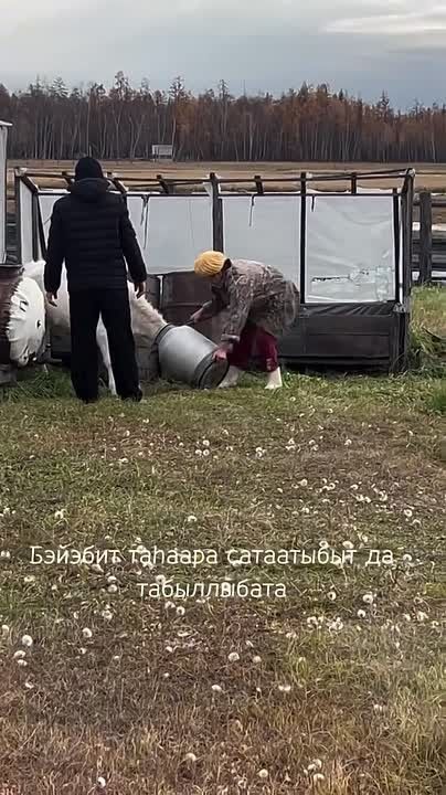 Телёнок застрял головой в бидоне