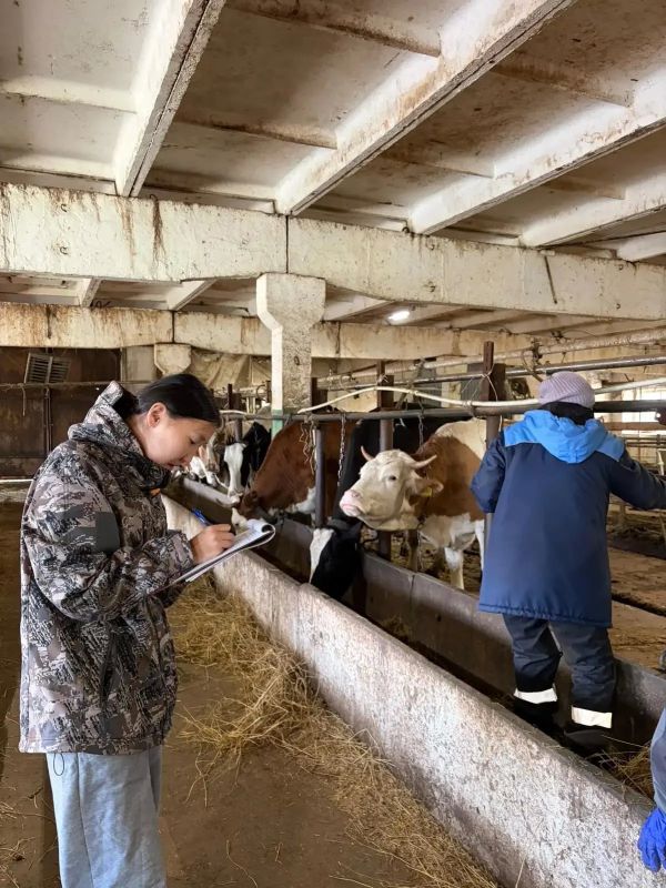 Ветеринарные специалисты Управления ветеринарии с ВИЛ Мирнинского района выехали с рабочим визитом в Совхоз «Новый» для составления справки о здоровье дойного стада и проверить наличие средств маркировки, учета в системе ФГИ... Ветеринарные специалисты Управления ветеринарии с ВИЛ Мирнинского района выехали с рабочим визитом в Совхоз «Новый» для составления справки о здоровье дойного стада и проверить наличие средств маркировки, учета в системе ФГИ...