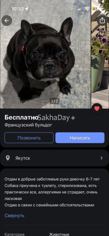 Французский бульдог Летти нашлась через год после пропажи