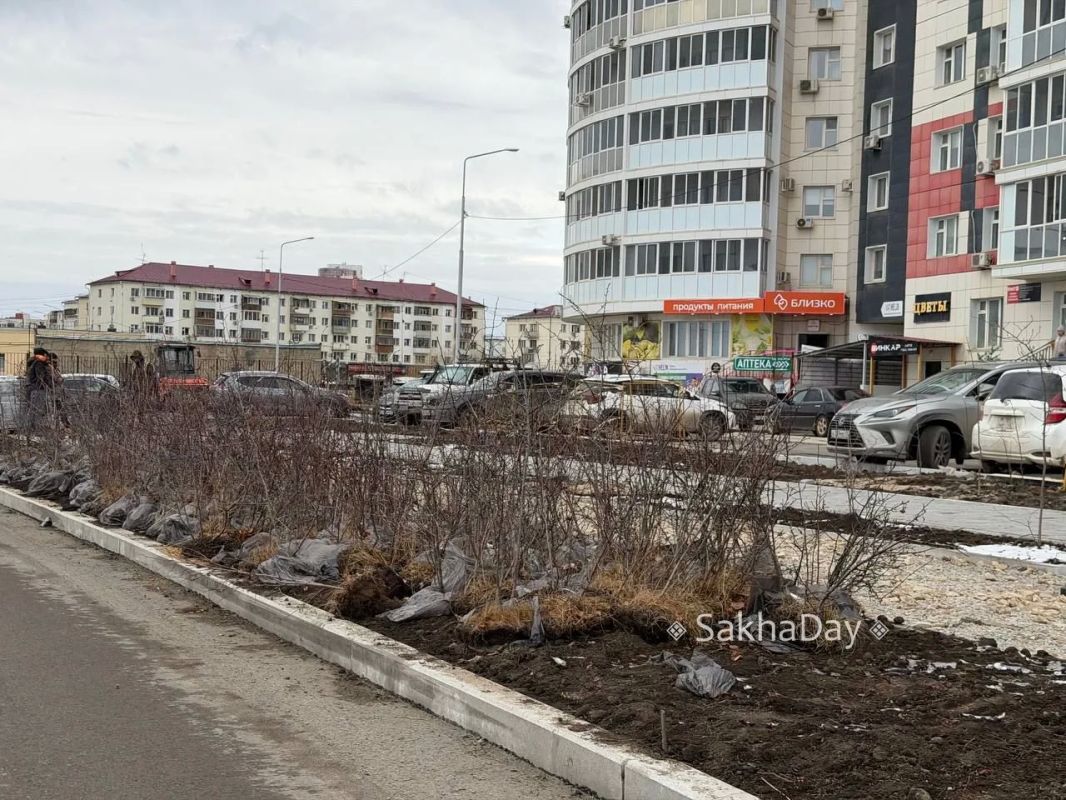 #спрашивают В снег садить будут? #дляsakhaday #спрашивают В снег садить будут? #дляsakhaday