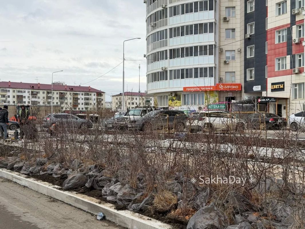 #спрашивают В снег садить будут? #дляsakhaday #спрашивают В снег садить будут? #дляsakhaday