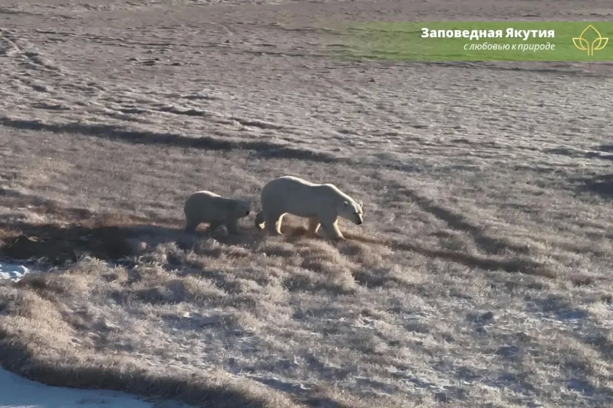 В ресурсном резервате «КурдигиноКрестовая» ведется осенний мониторинг белых медведей