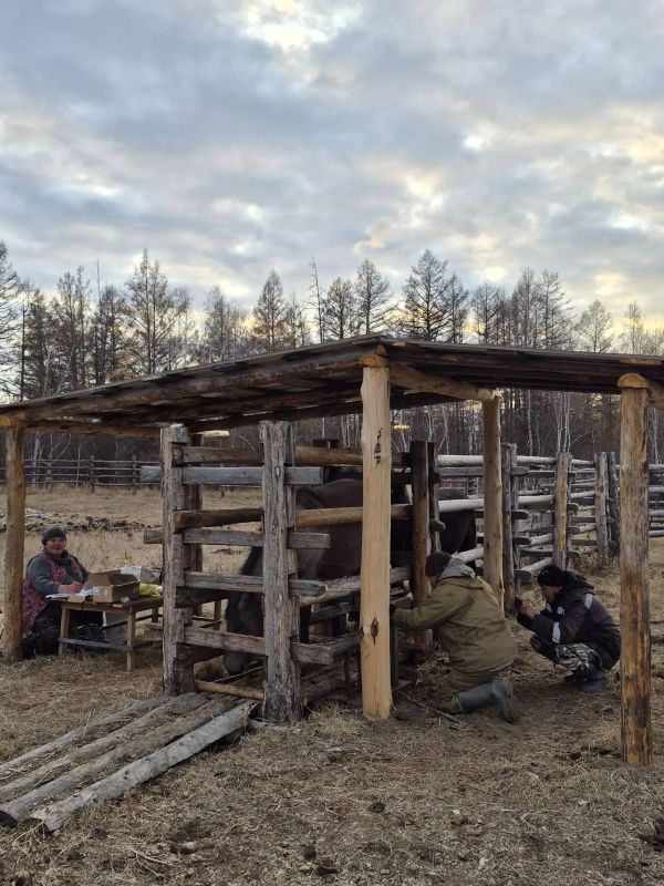 Заведующая Бестяхским ветеринарным пунктом Туяра Сергеева, ветеринарный врач 1 категории Управления ветеринарии с ВИЛ Хангаласского улуса Дмитрий Киприянов провели выездную ветеринарную обработку лошадей в местности Дьарана