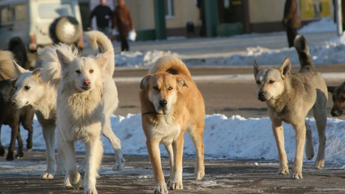 Работа с безнадзорными животными продолжается