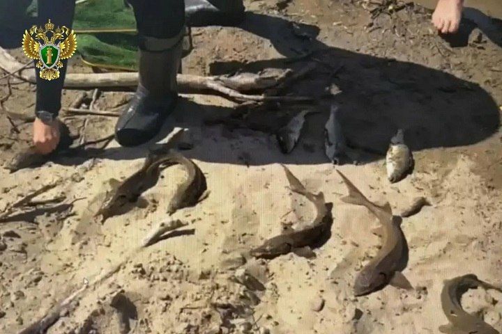 В Якутии браконьер пойдет под суд за вылов девяти краснокнижных осетров