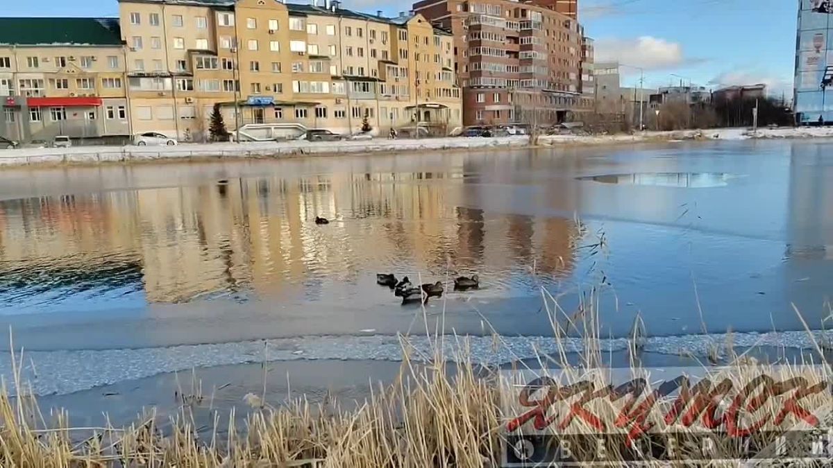 Недавно Управа Центрального округа публиковала объявление к волонтерам с просьбой помочь отловить замерзающих уток