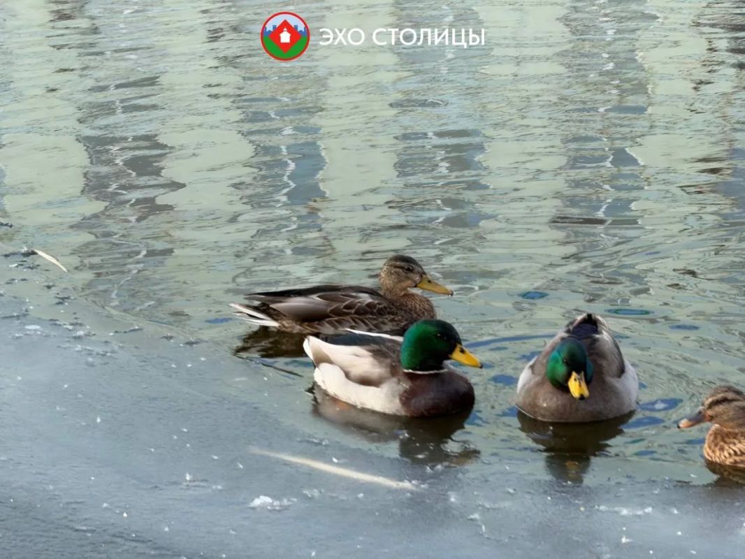 Почти спасены: уток с озера Щорса заберет зоопарк «Орто Дойду»