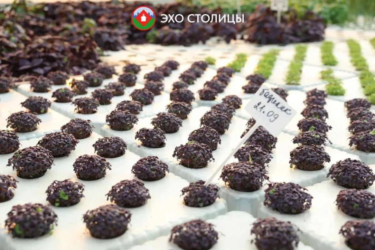 Один день в «Саюри»: как в Якутске круглый год выращивают овощи Один день в «Саюри»: как в Якутске круглый год выращивают овощи