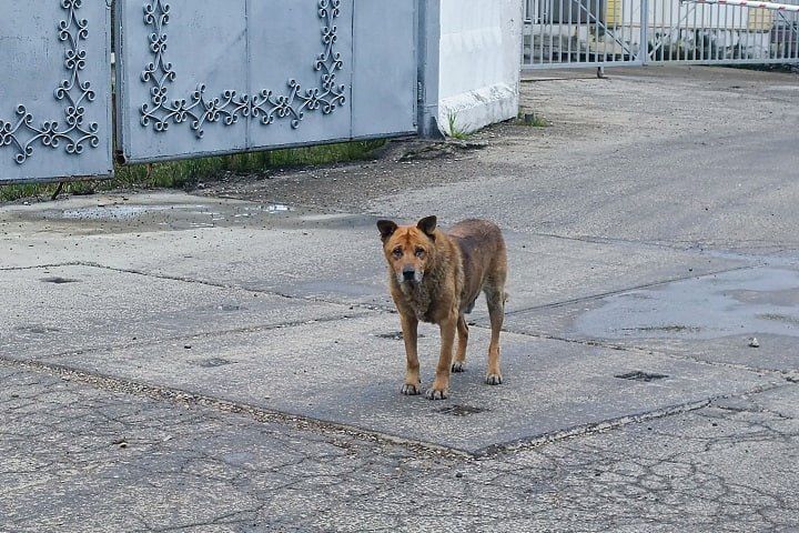 В Сайсарском округе Якутска за неделю отловили трех безнадзорных собак