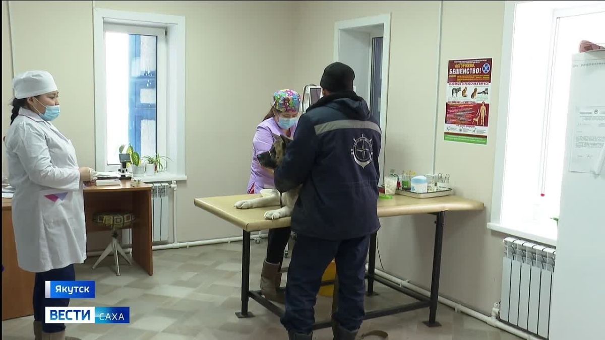В Якутске сегодня бесплатно чипируют и вакцинируют домашних животных от бешенства