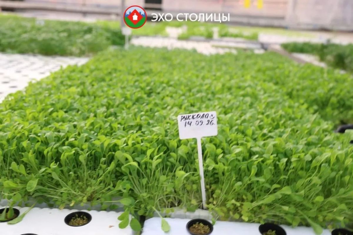 Один день в «Саюри»: как в Якутске круглый год выращивают овощи Один день в «Саюри»: как в Якутске круглый год выращивают овощи