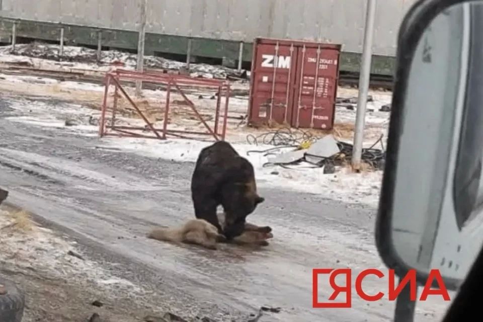 В Булунском районе Якутии бурый медведь загрыз собаку
