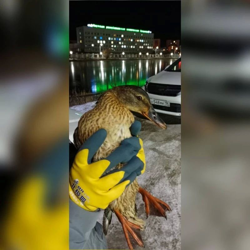 Горожане спасли всех уток на озере Щорса
