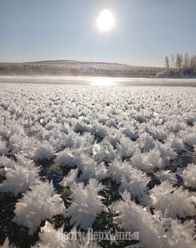 #фотофакт. На Яне у Верхоянска распустились ледяные цветы, похожие на одуванчики