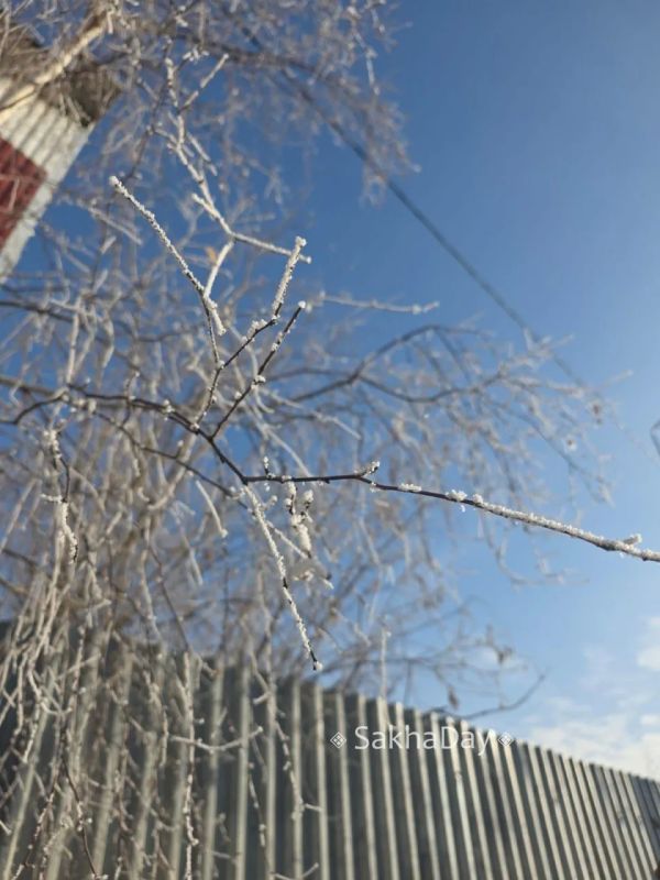 Зима всё ближе. Деревья в Якутске украсил пушистый иней Зима всё ближе. Деревья в Якутске украсил пушистый иней