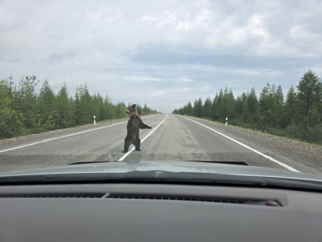 Самые злобные медведи обитают на юге Якутии — в районах Нерюнгри и Алдана