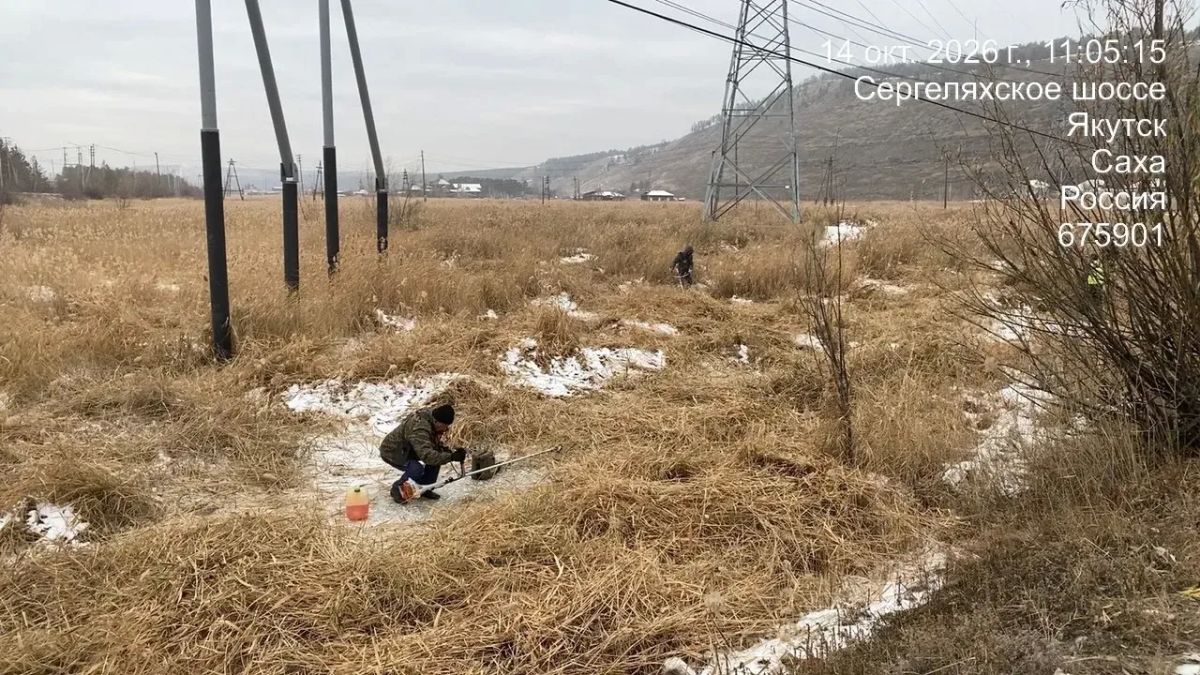Скос камыша на берегу Чочур Мыран Скос камыша на берегу Чочур Мыран