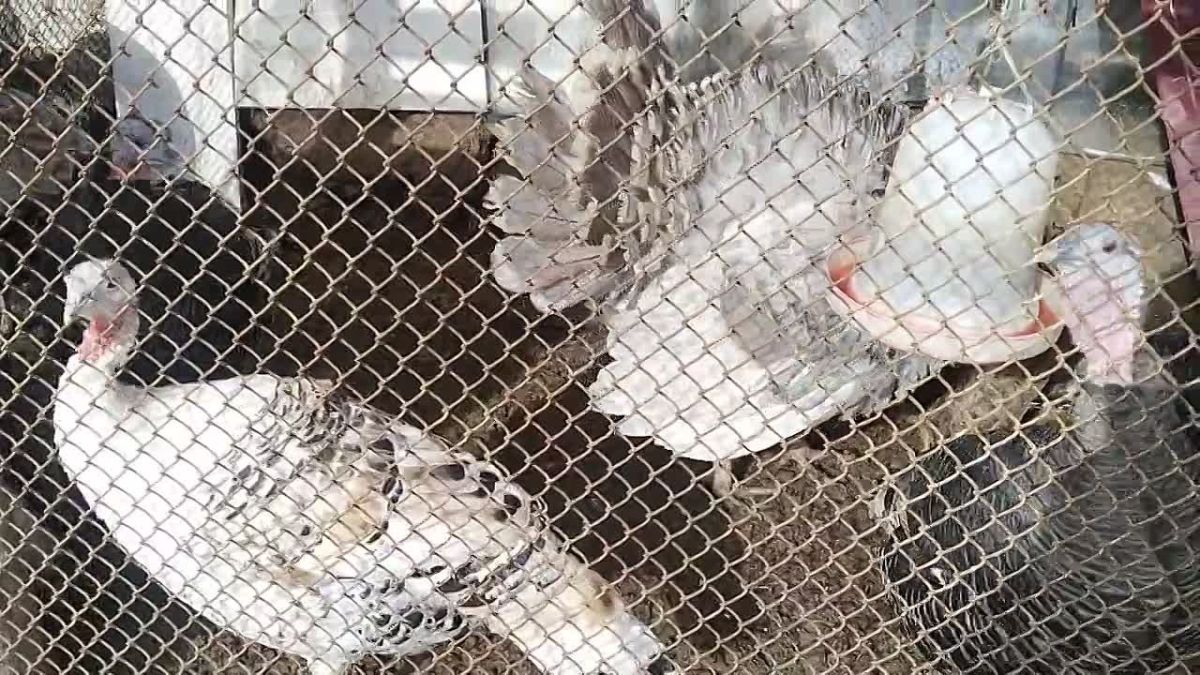 В фермерском хозяйстве Егора Шепелева возводят новый коровник Три года назад крестьянско-фермерское хозяйство Егора Шепелева из села Улах-Ан получило грант главы улуса на строительство коровника, а позже — на возведение...