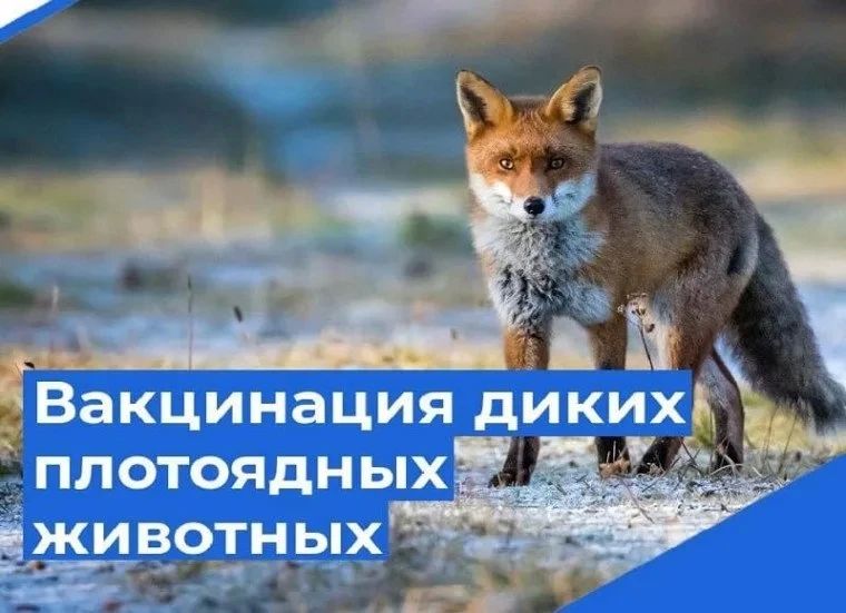 В Нерюнгринском районе провели вакцинацию против бешенства диких плотоядных животных