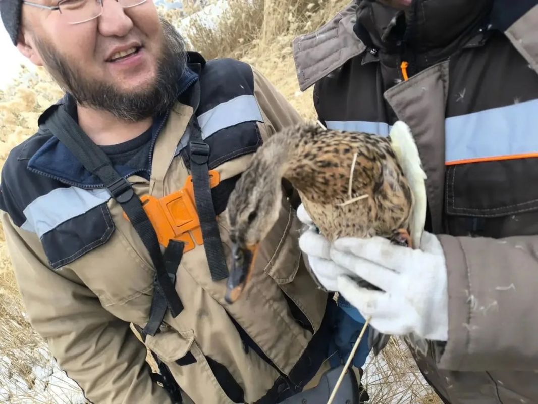 В Якутске сотрудники управы спасли утку во время скоса камыша В Якутске сотрудники управы спасли утку во время скоса камыша