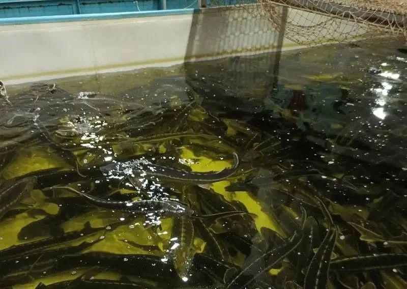 В Восточно-Сибирском бассейне развивают искусственное воспроизводство ценных видов рыб В Восточно-Сибирском бассейне развивают искусственное воспроизводство ценных видов рыб