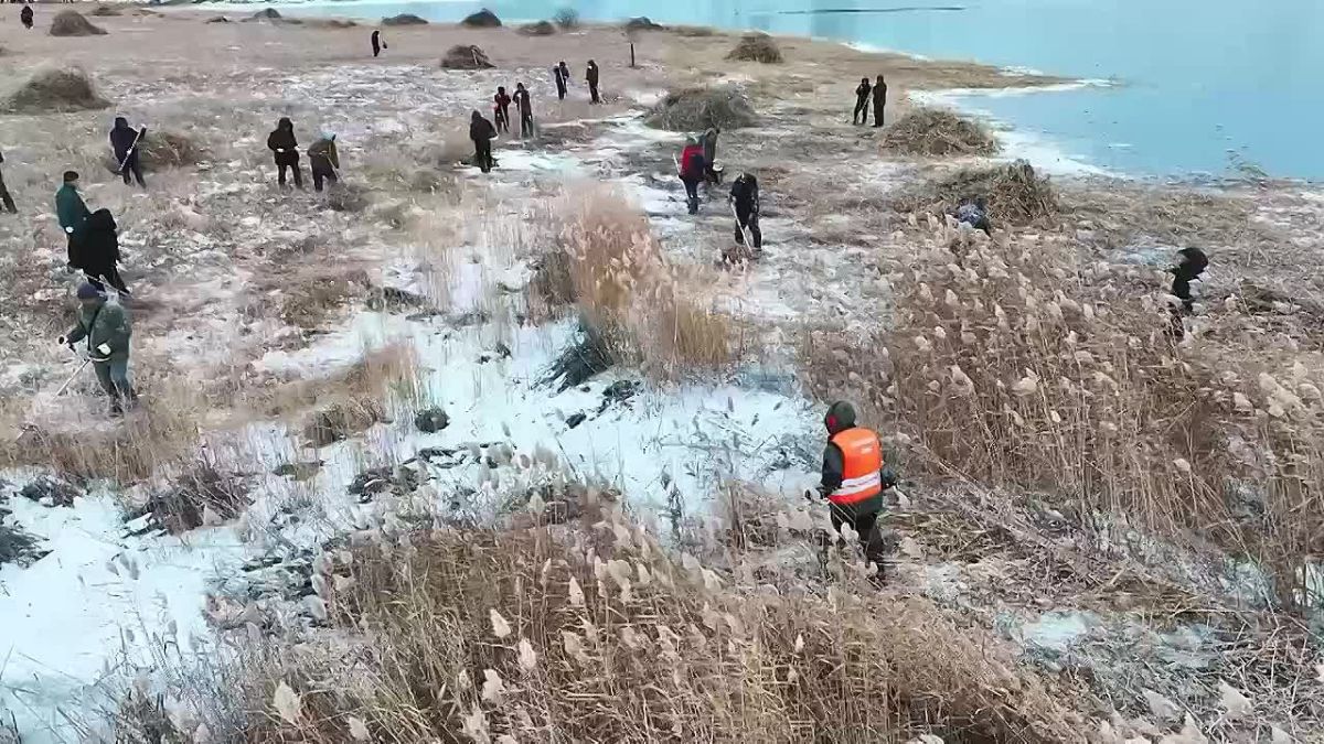 Борьба с камышами на озерах Якутска: народный субботник сплотил горожан
