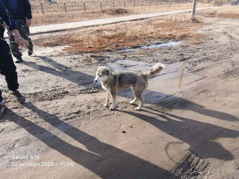 С начала 2026 года в Якутии отловили более 2,7 тысячи собак без владельцев