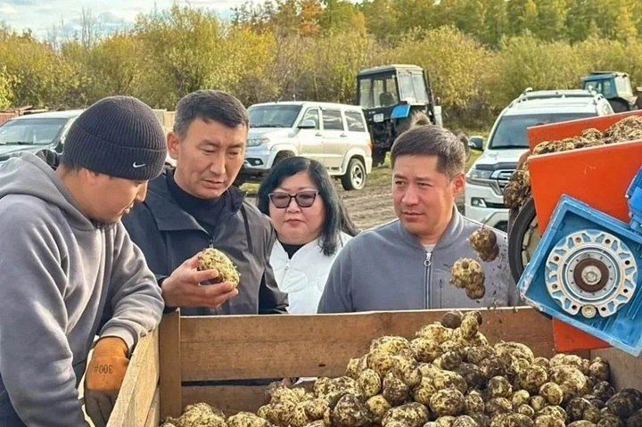 Более 2,5 тысячи тонн картофеля и овощей собрали в Амгинском улусе