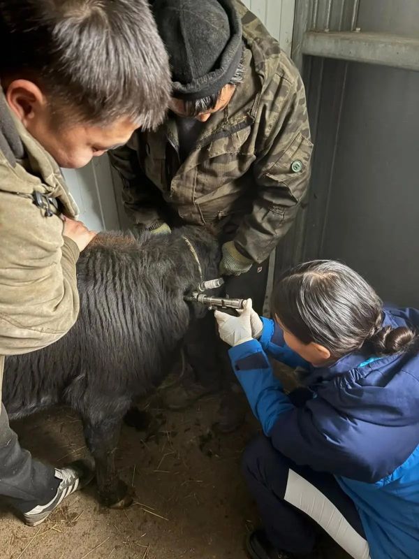 В селе Сюльдюкар Мирнинского района прошла плановая ветеринарная проверка в ГКП РС (Я) «Якутский скот»