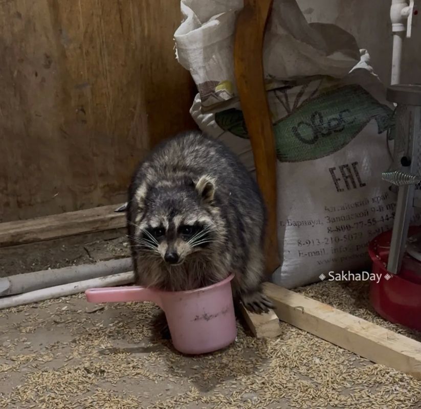 Знакомьтесь, енот Толик — новая звезда якнета!