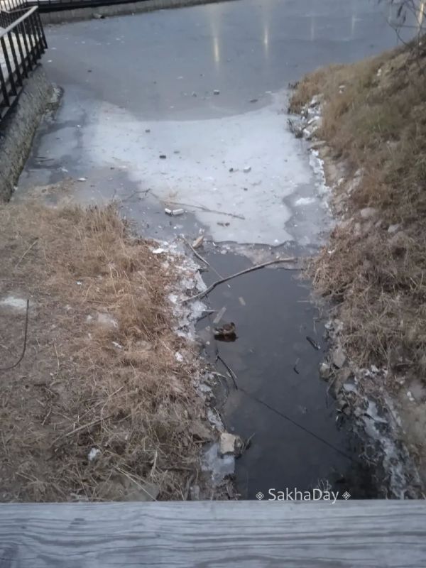 Волонтеры сообщают, что пока не будут вылавливать утку на озере Талое
