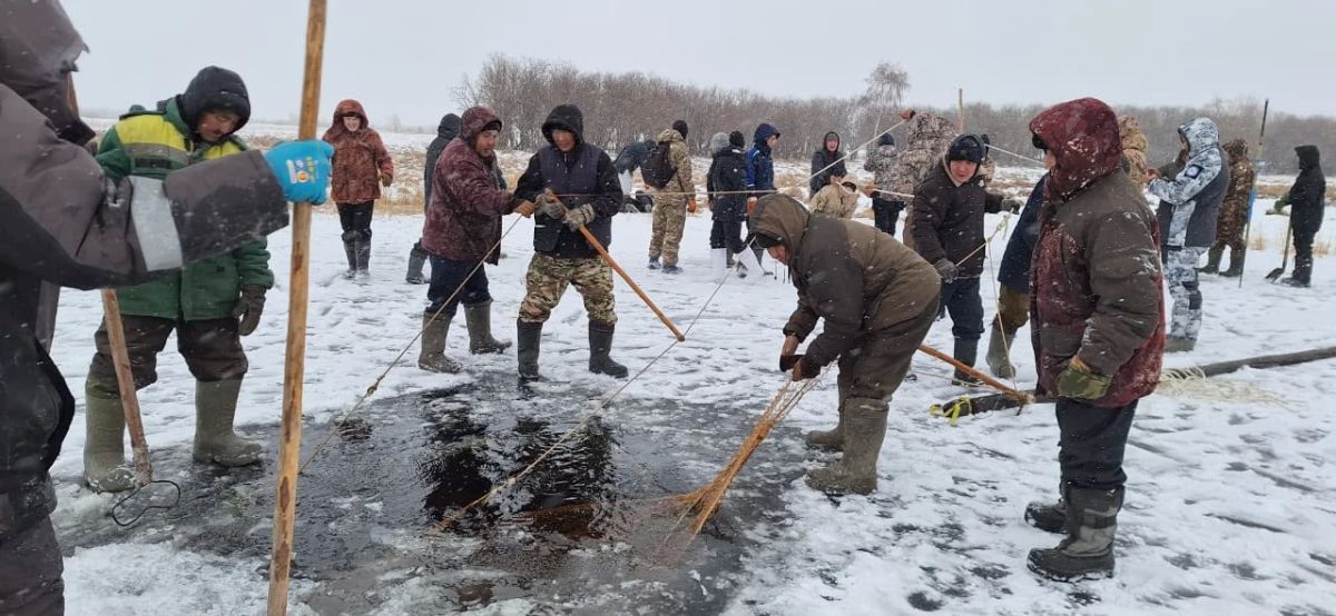 Партизан нэилиэгэр муха сааланна