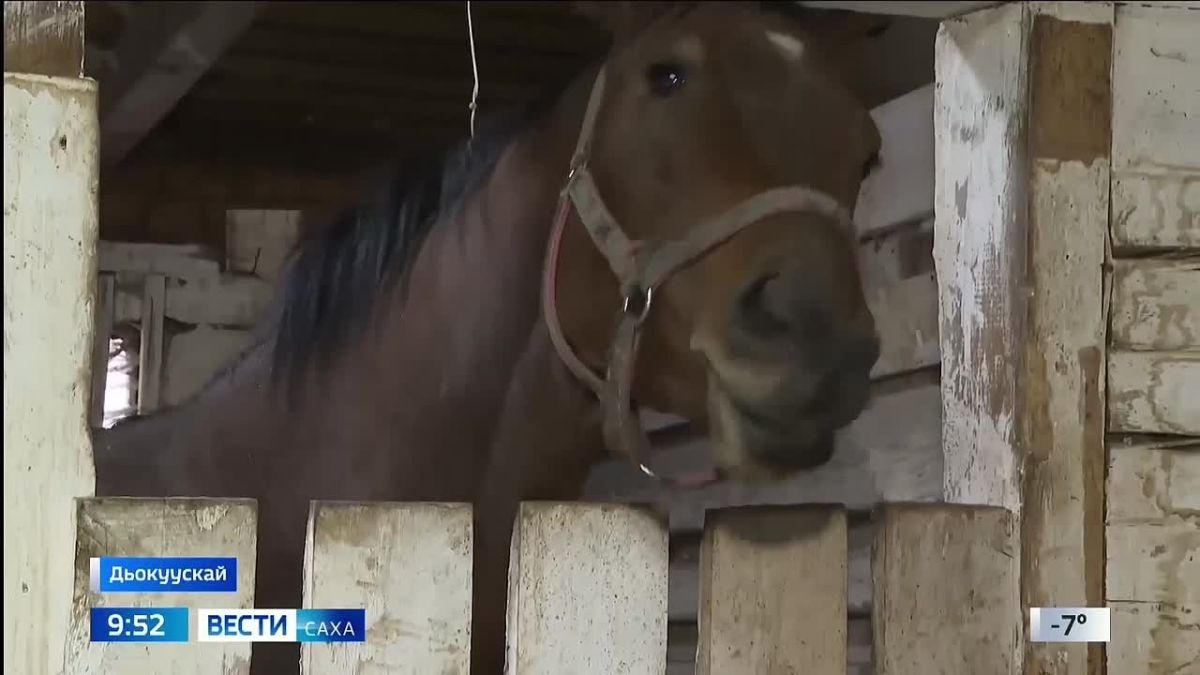 АГАТУ ипподромун сылгылара кыыы кыстыкка киирэллэр