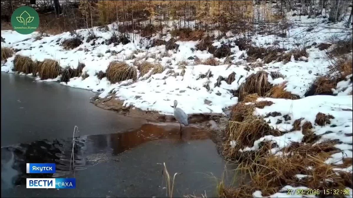 Фотоловушки, установленные на территории ресурсного резервата "Кэнкэмэ" сняли уникальные кадры