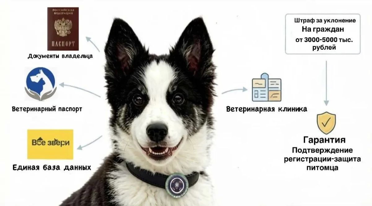 Знаете ли вы, что в нашей республике действует Закон Республики Саха (Якутия) «О регистрации домашних животных»? На федеральном уровне единого требования к учету собак пока нет, поэтому Якутия, как и многие другие регионы...