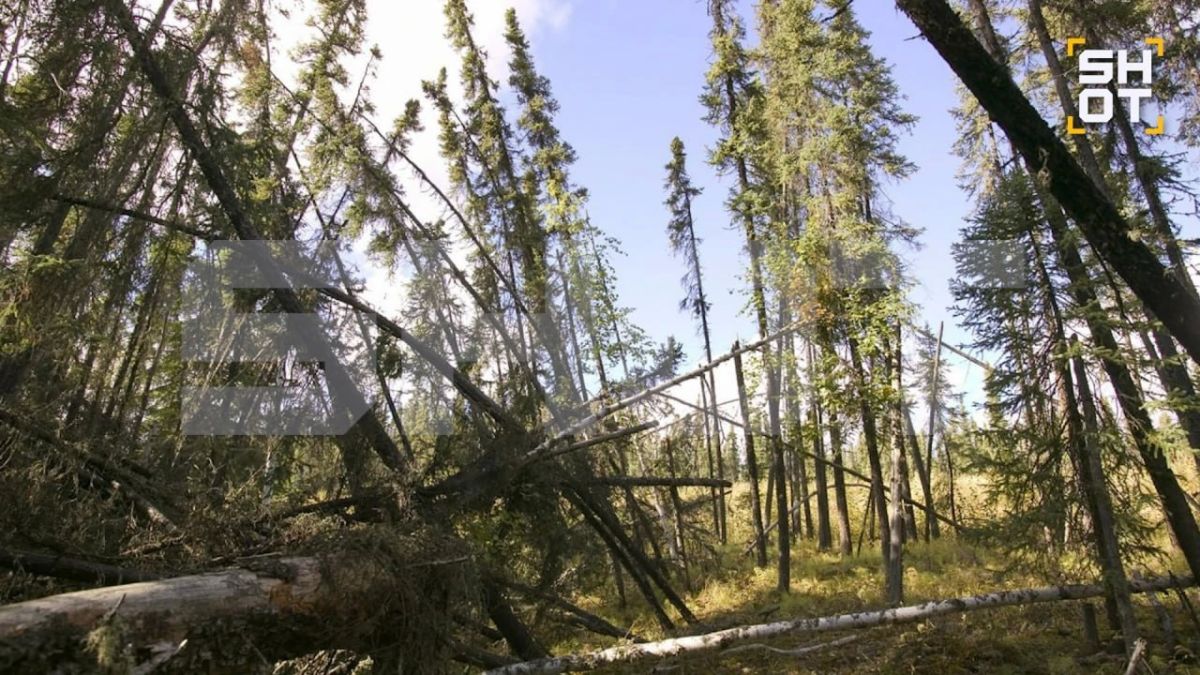 «Пьяные леса» могут оставить Якутию и Восточную Сибирь примерно без 100 тысяч гектаров деревьев «Пьяные леса» могут оставить Якутию и Восточную Сибирь примерно без 100 тысяч гектаров деревьев