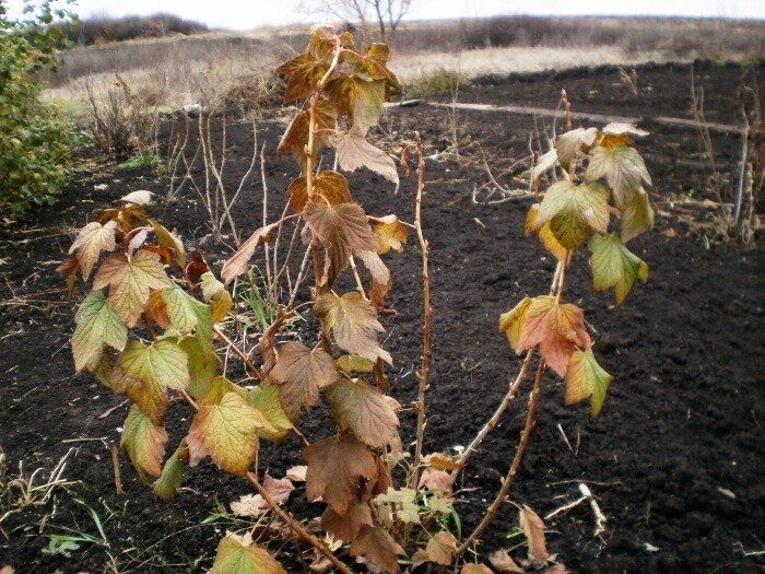 Современные подходы к обрезке смородины: как не потерять урожай