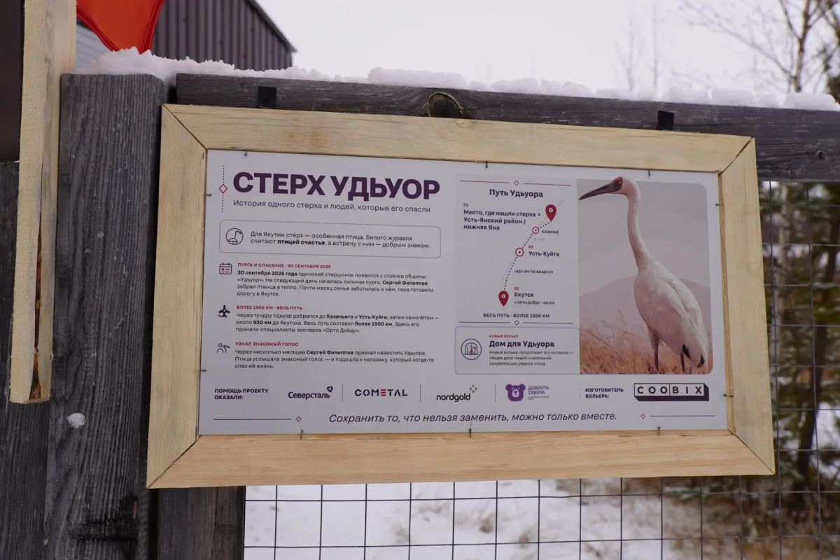 Стершонок Удьуор готовится переехать в новый дом Стершонок Удьуор готовится переехать в новый дом