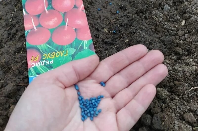 Редис под зиму: как посеять осенью, чтобы получить ранний урожай