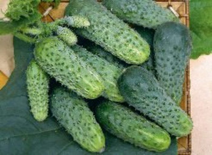 Огурец «Могучая кучка»: ранний урожай и пучки хрустящих плодов